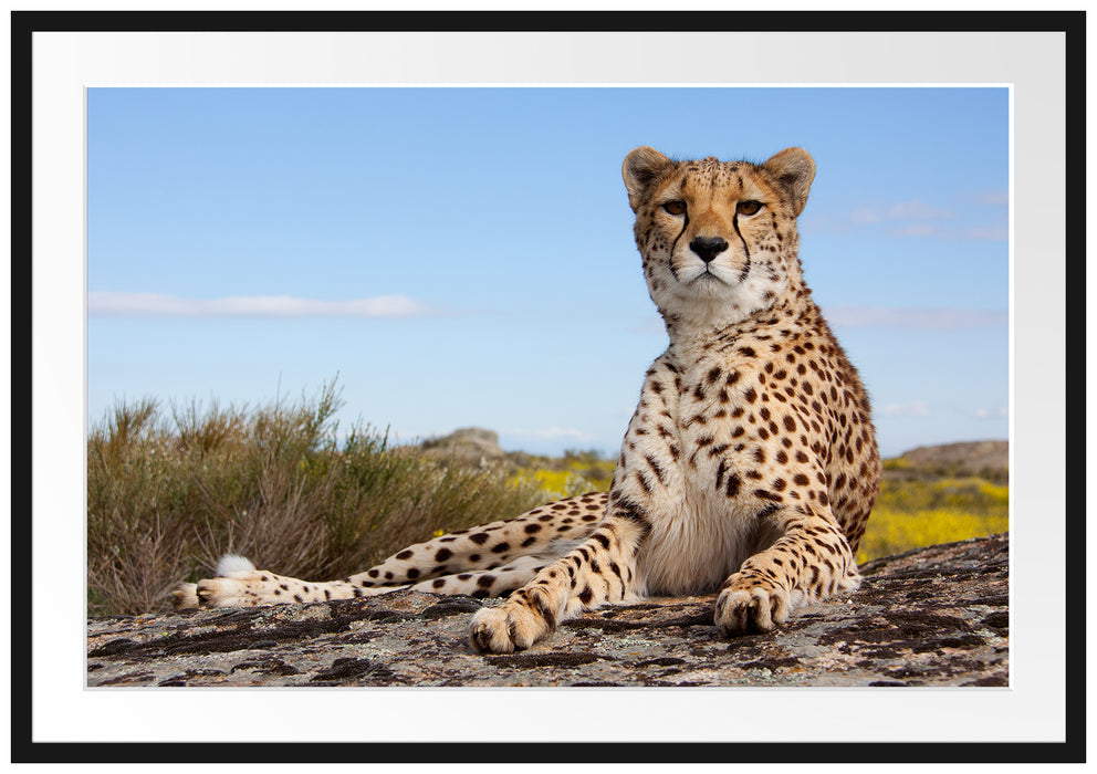 Pixxprint Gepard in Savanne, im Galerie-Passepartout Bilderrahmen