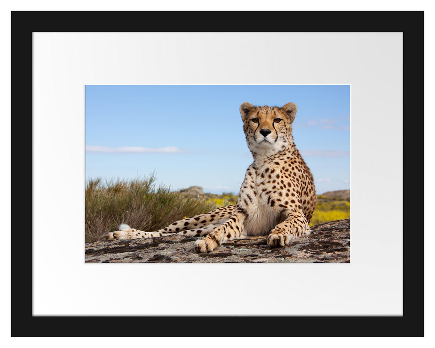 Gepard in Savanne Passepartout 38x30