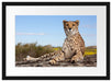 Gepard in Savanne Passepartout 55x40