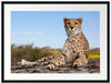 Gepard in Savanne Passepartout 80x60