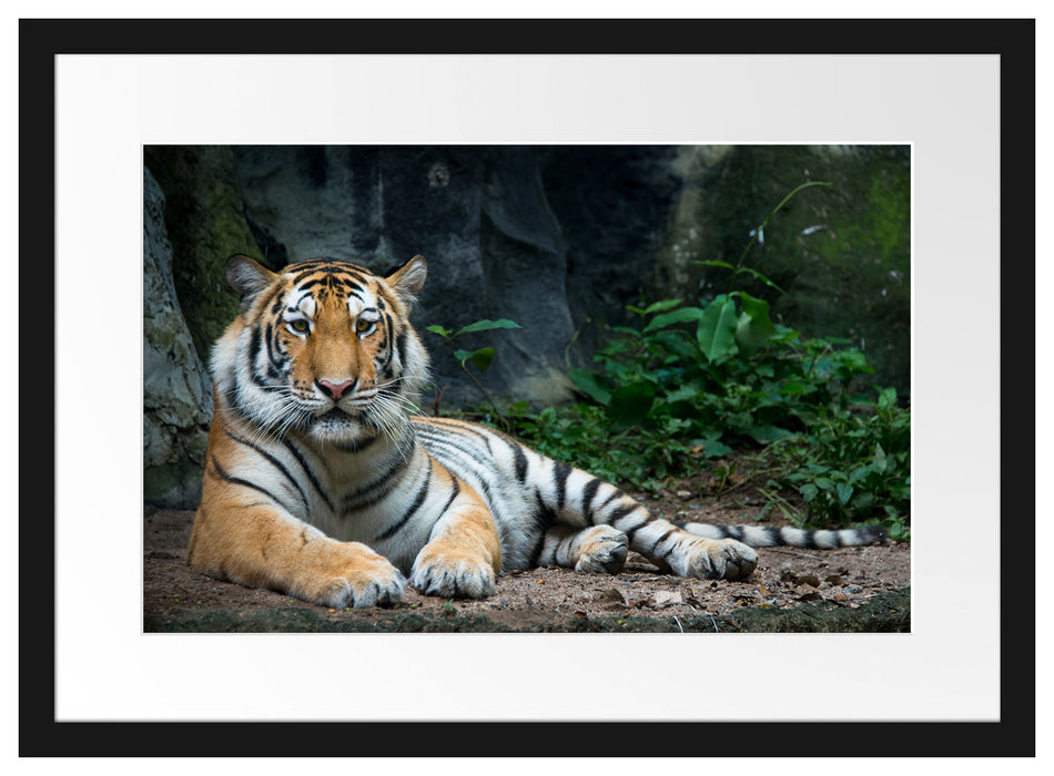 Liegender Tiger Passepartout 55x40