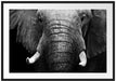 Elefant Porträt Passepartout 100x70
