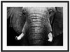 Elefant Porträt Passepartout 80x60