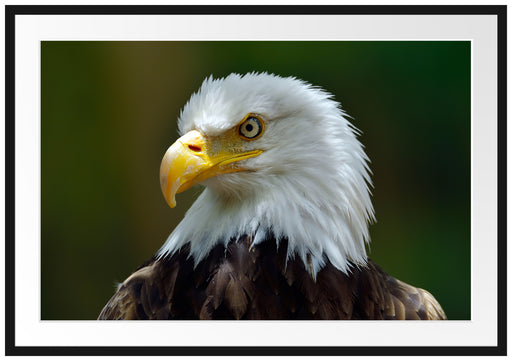 Mächtiger Weißkopfseeadler Passepartout 100x70