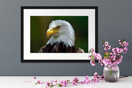 Mächtiger Weißkopfseeadler Passepartout Wohnzimmer