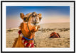 Lustiges Kamel in Wüste Passepartout 100x70