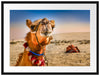 Lustiges Kamel in Wüste Passepartout 80x60