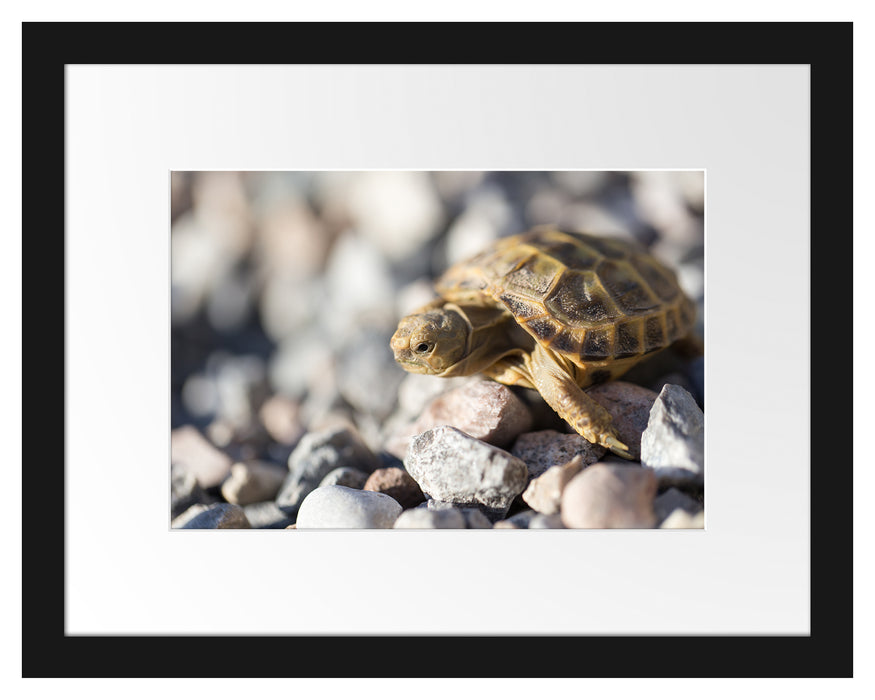 Kleine Schildkröte Passepartout 38x30