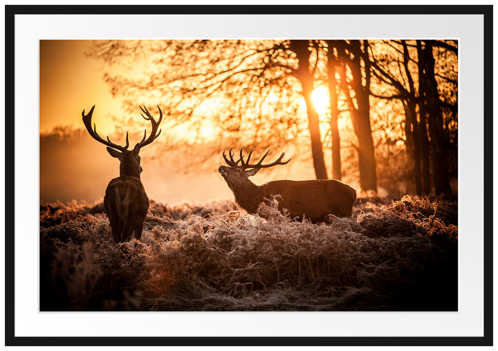 Pixxprint Hirsch Rivalen kämpfen, im Galerie-Passepartout Bilderrahmen