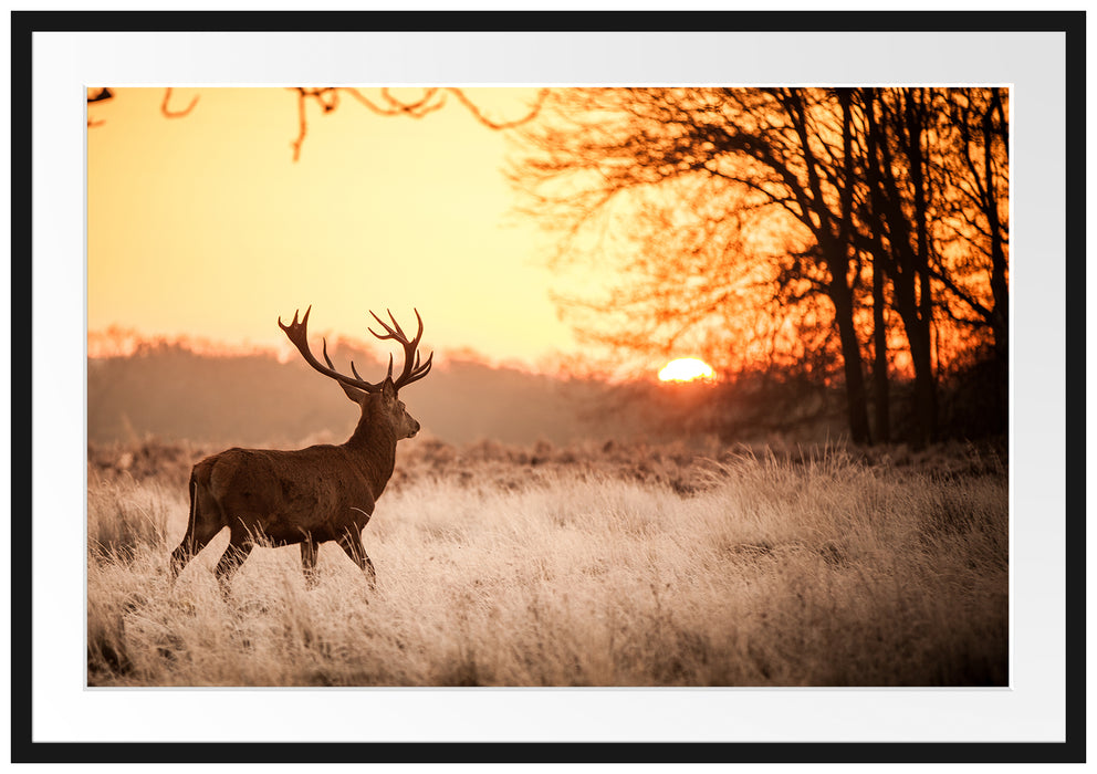 Pixxprint Hirsch im Sonnenuntergang, im Galerie-Passepartout Bilderrahmen