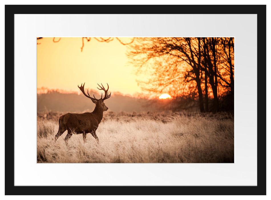 Hirsch im Sonnenuntergang Passepartout 55x40