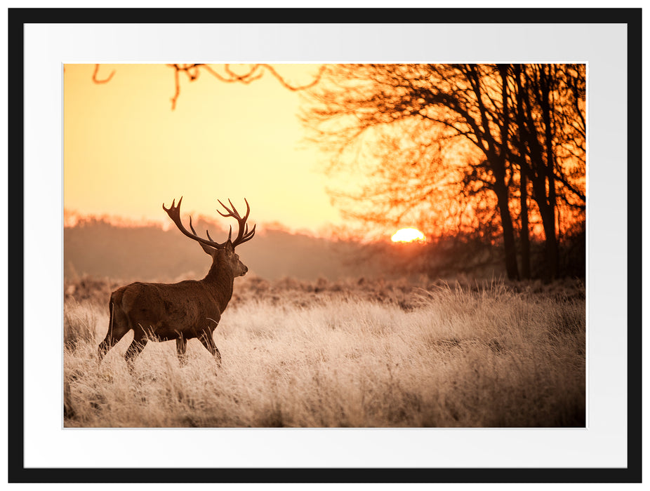 Hirsch im Sonnenuntergang Passepartout 80x60