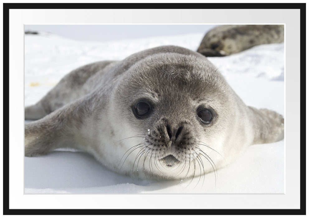Pixxprint Süßes Robben Baby, im Galerie-Passepartout Bilderrahmen