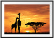 Giraffen im Sonnenuntergang Passepartout 100x70