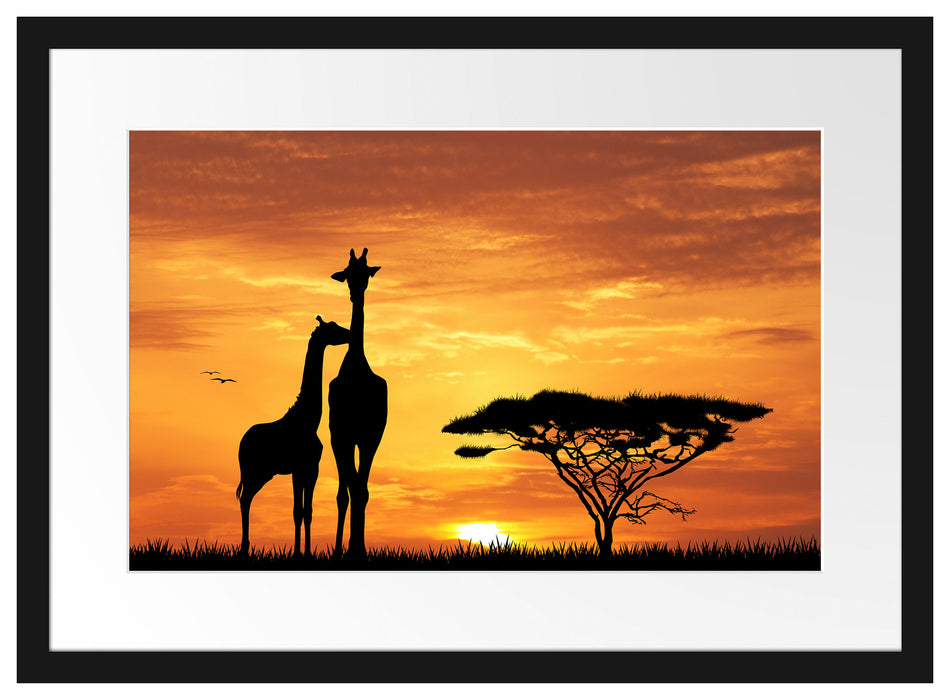 Giraffen im Sonnenuntergang Passepartout 55x40