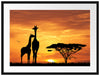 Giraffen im Sonnenuntergang Passepartout 80x60