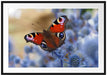 Schöner Schmetterling Pfauenauge Passepartout 100x70