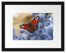Schöner Schmetterling Pfauenauge Passepartout 38x30