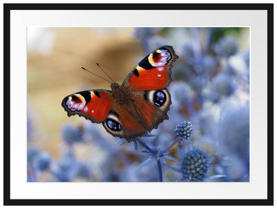 Schöner Schmetterling Pfauenauge Passepartout 80x60