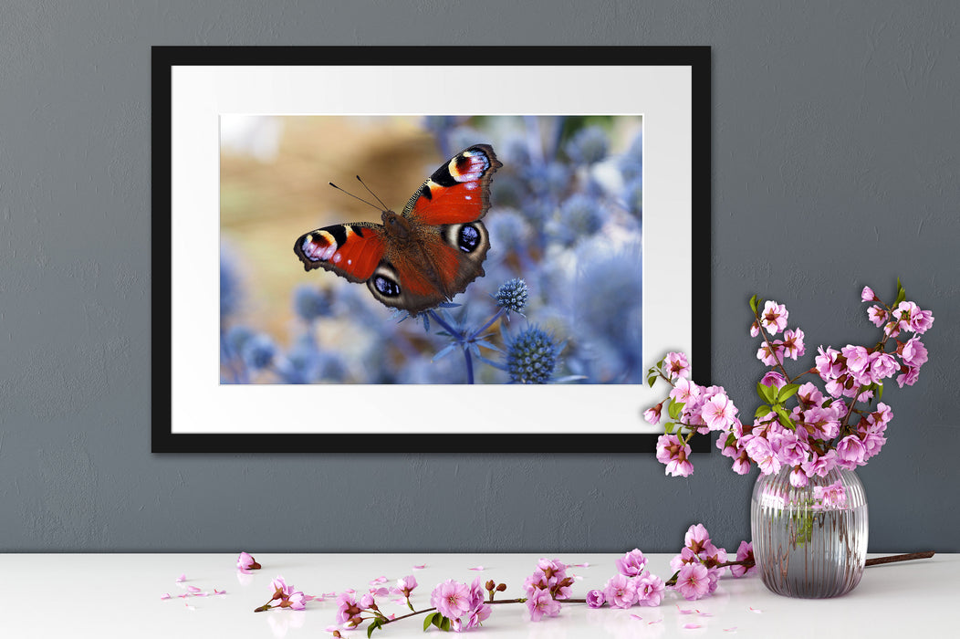 Schöner Schmetterling Pfauenauge Passepartout Wohnzimmer