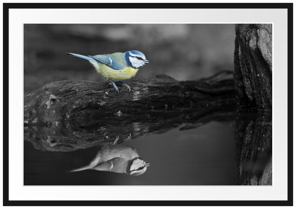 Pixxprint Blaumeise spiegelt sich im Wasser, im Galerie-Passepartout Bilderrahmen