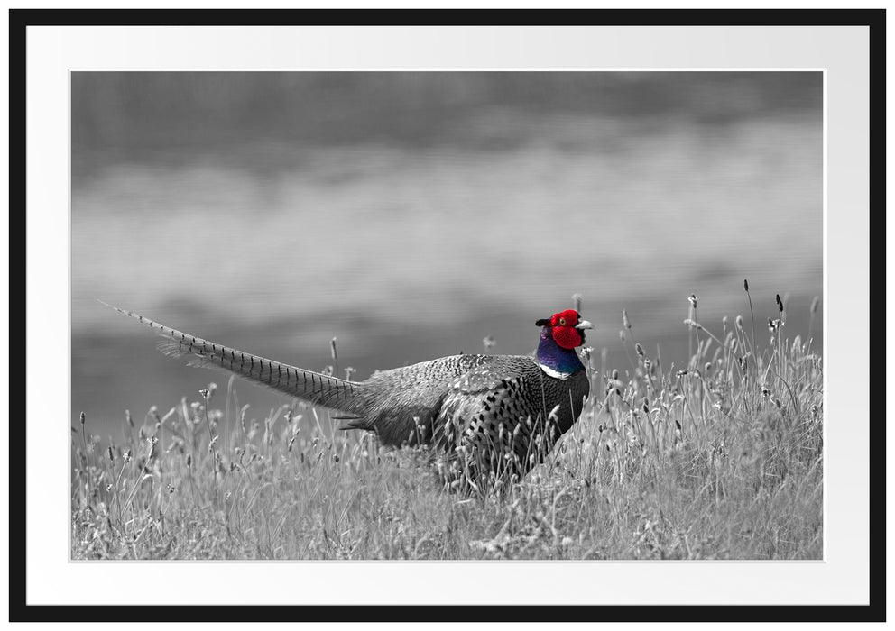 Pixxprint Fasan auf Frühlingswiese, im Galerie-Passepartout Bilderrahmen