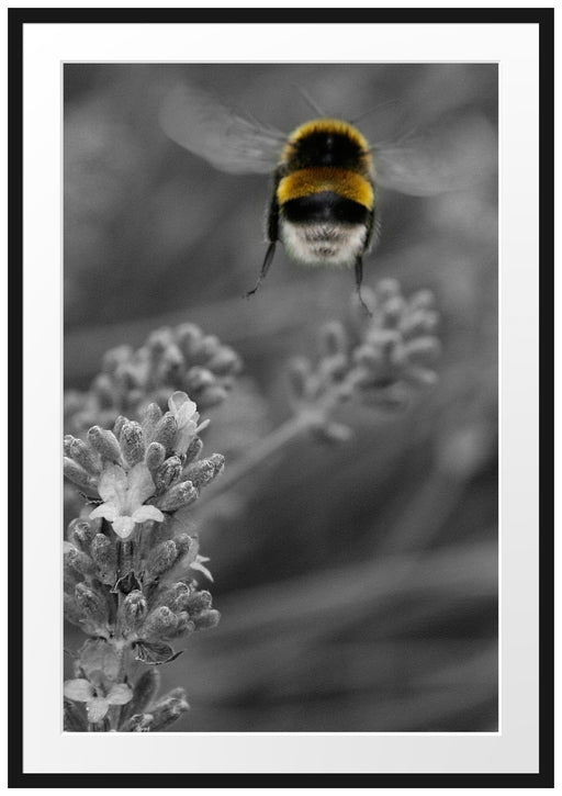 Biene auf Kriechender Günsel Passepartout 100x70