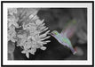 Kolibri an Blüte Passepartout 100x70
