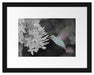Kolibri an Blüte Passepartout 38x30