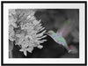 Kolibri an Blüte Passepartout 80x60
