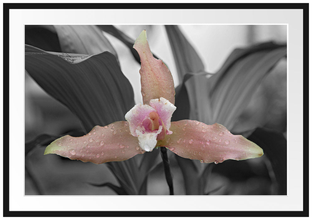 Pixxprint außergewöhnliche schöne Blüte, im Galerie-Passepartout Bilderrahmen