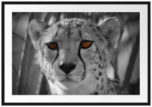 Gepard im Dschungel Passepartout 100x70