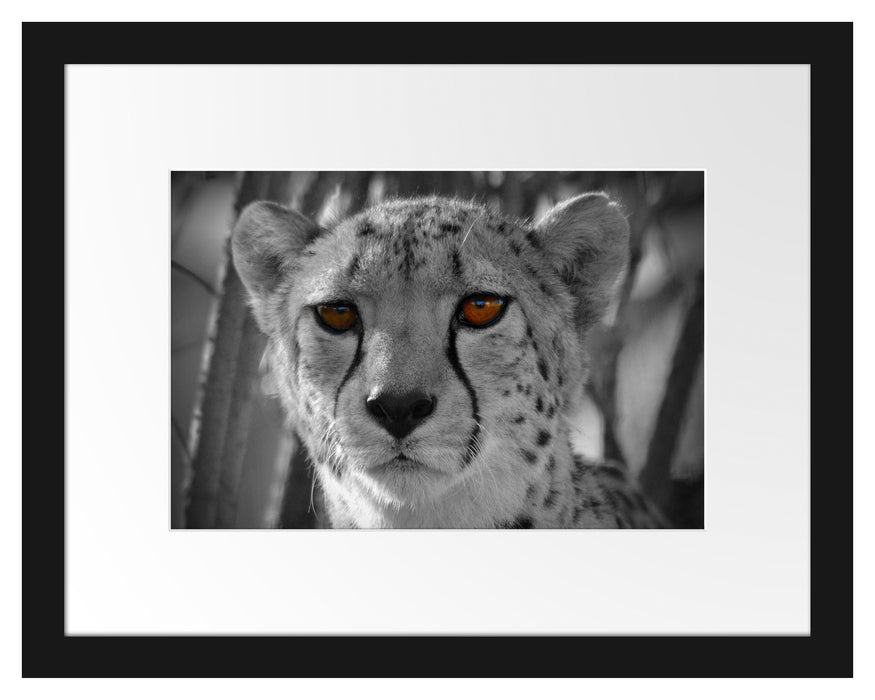 Gepard im Dschungel Passepartout 38x30