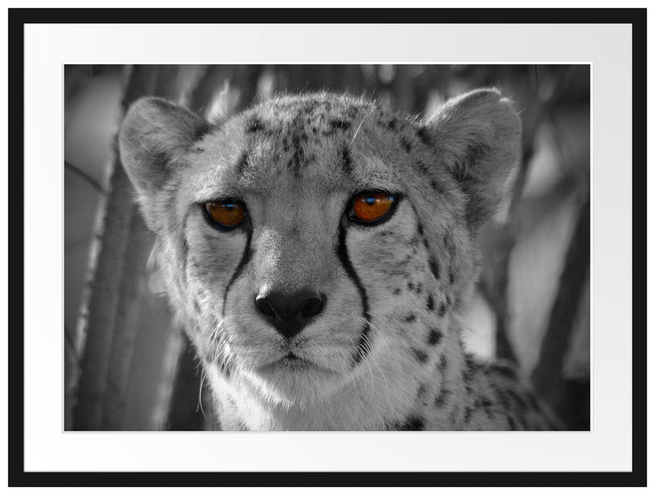 Gepard im Dschungel Passepartout 80x60