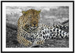 schöner Leopard liegt im Laub Passepartout 100x70