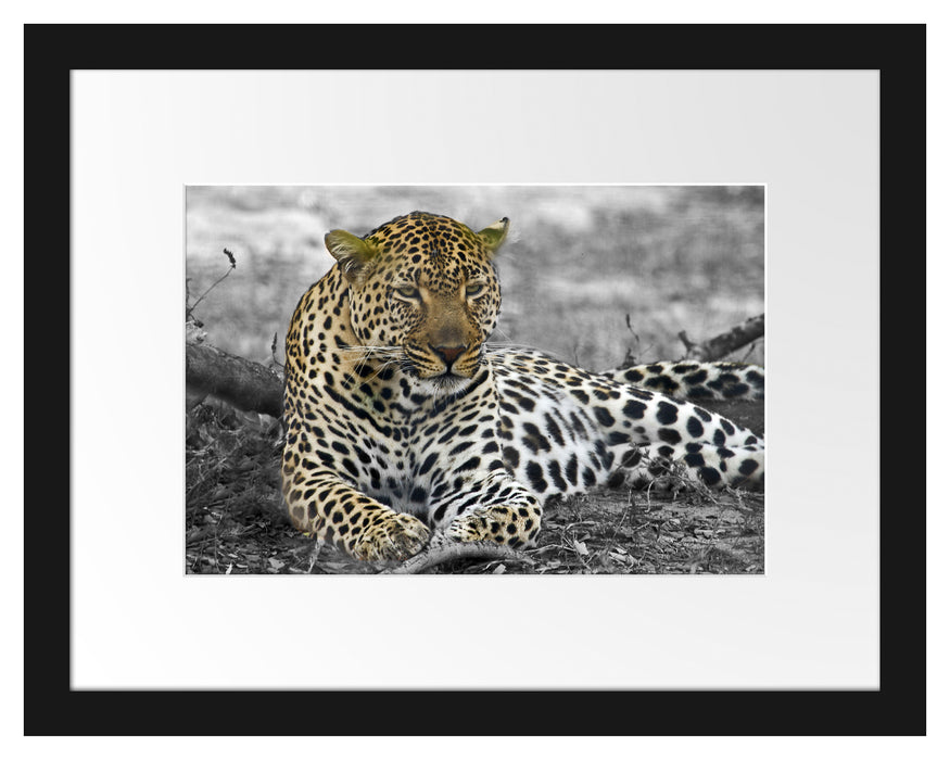 schöner Leopard liegt im Laub Passepartout 38x30
