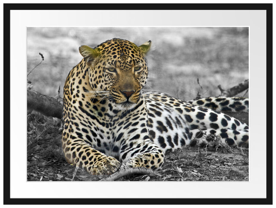 schöner Leopard liegt im Laub Passepartout 80x60