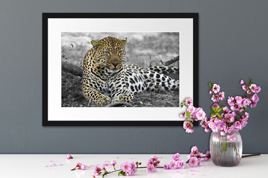 schöner Leopard liegt im Laub Passepartout Wohnzimmer