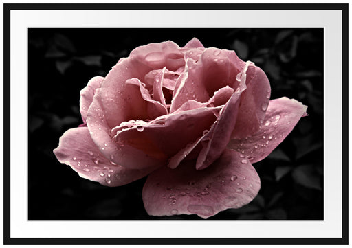 zarte rosafarbene Rosenblüte Passepartout 100x70