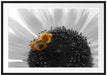 süße Biene auf großer Sonnenblume Passepartout 100x70