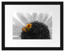 süße Biene auf großer Sonnenblume Passepartout 38x30