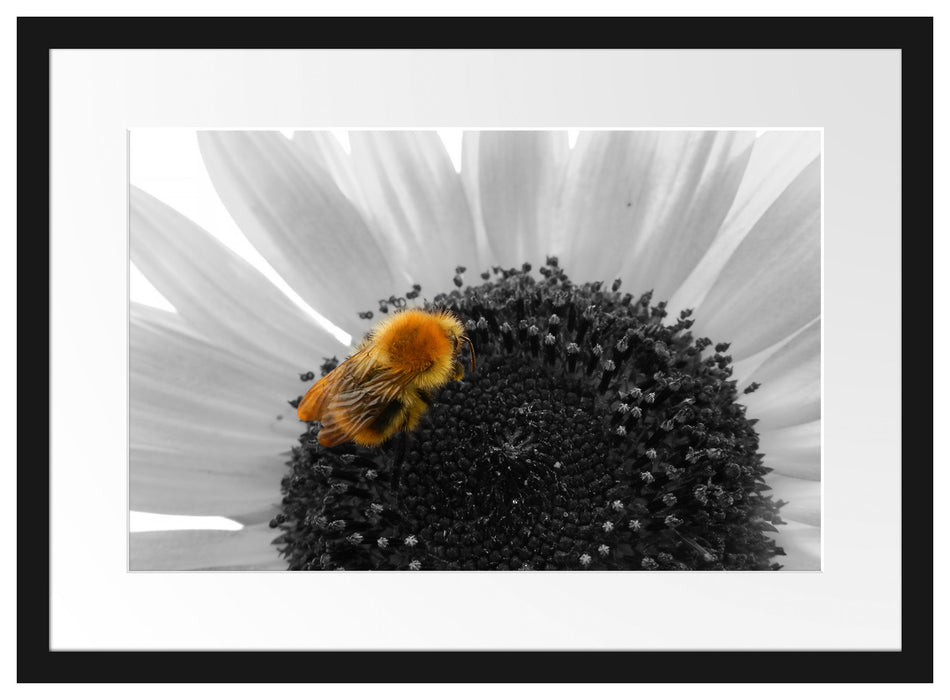 süße Biene auf großer Sonnenblume Passepartout 55x40