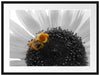 süße Biene auf großer Sonnenblume Passepartout 80x60