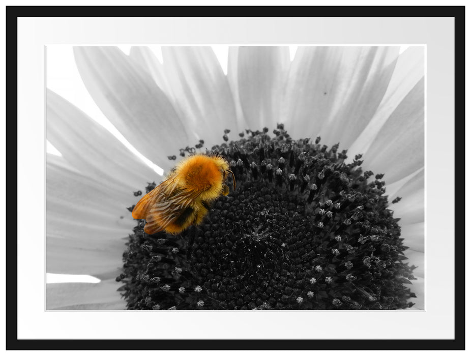 süße Biene auf großer Sonnenblume Passepartout 80x60