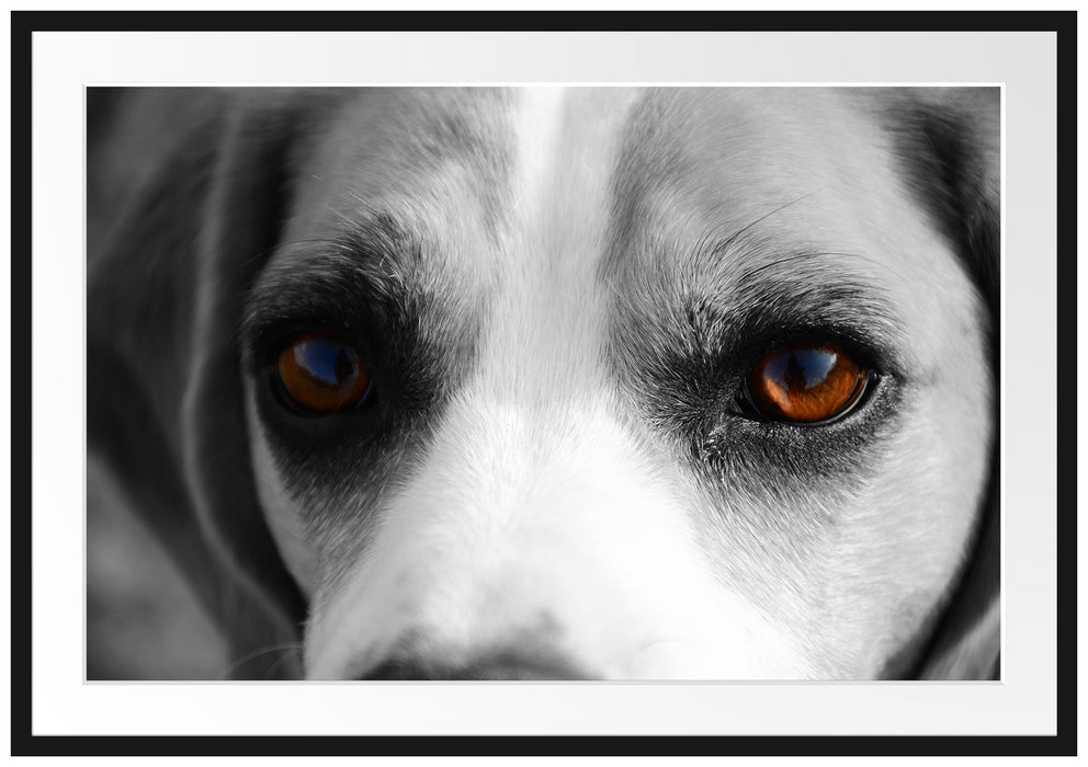 Pixxprint große treue Beagle-Augen, im Galerie-Passepartout Bilderrahmen
