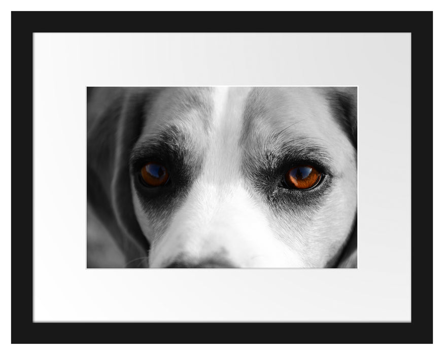 große treue Beagle-Augen Passepartout 38x30