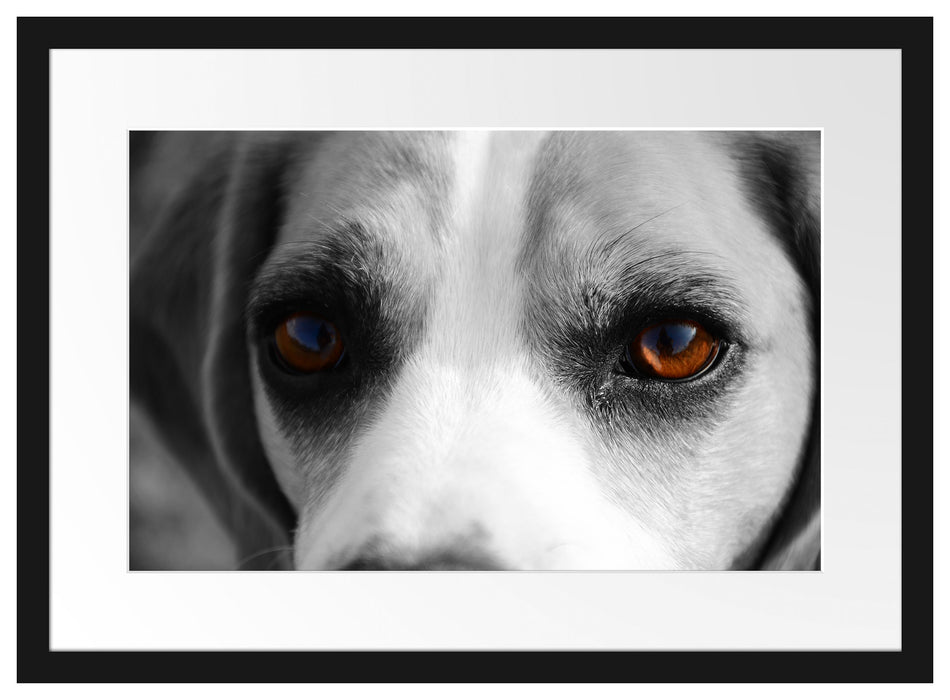 große treue Beagle-Augen Passepartout 55x40