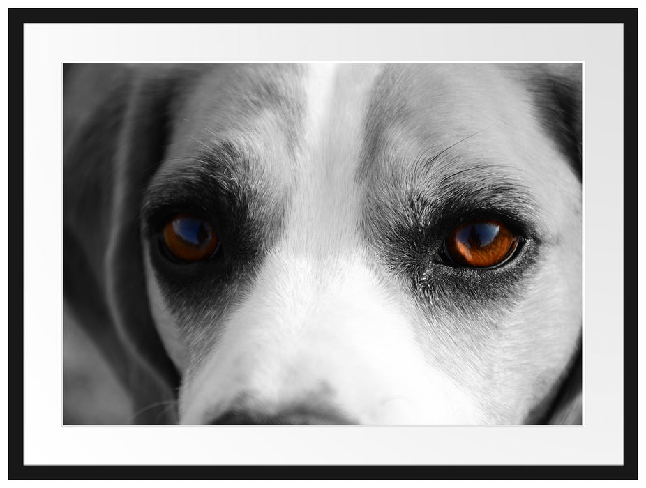 große treue Beagle-Augen Passepartout 80x60