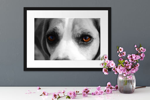 große treue Beagle-Augen Passepartout Wohnzimmer