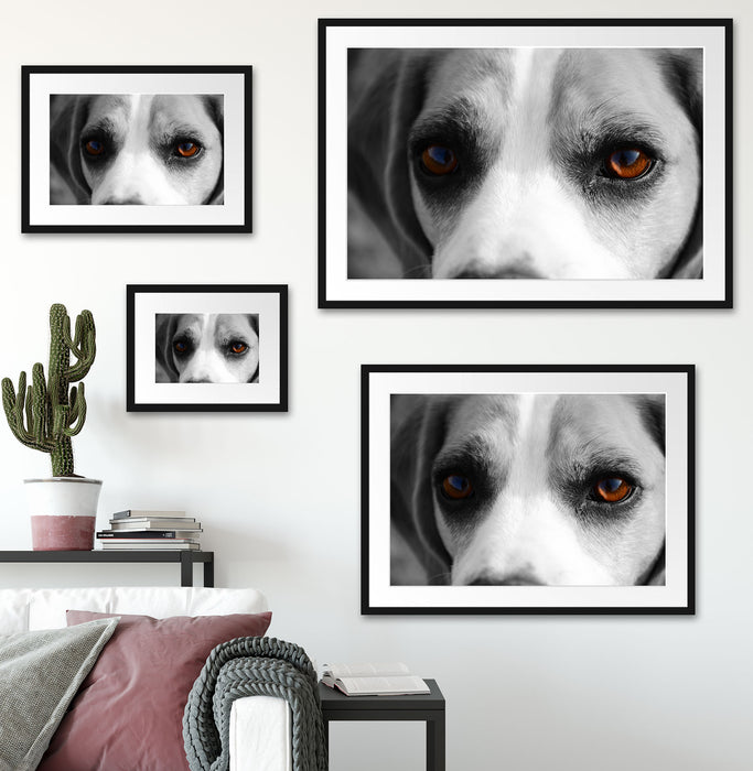 große treue Beagle-Augen Passepartout Dekovorschlag